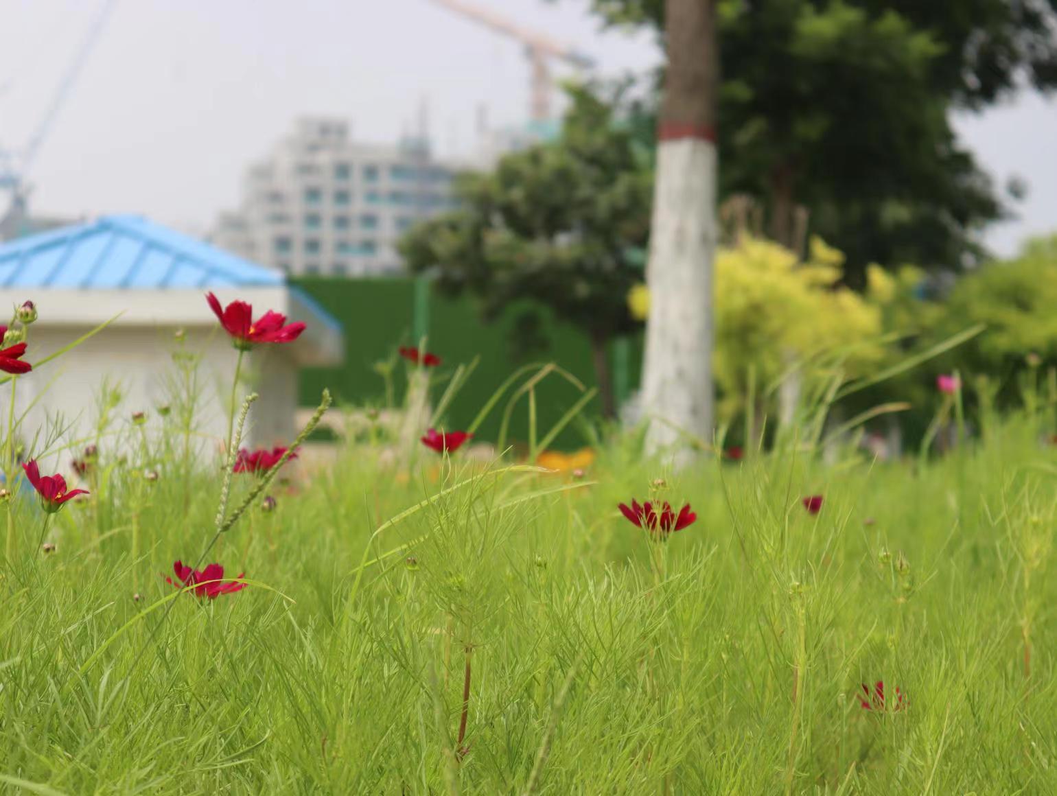 花花.jpg
