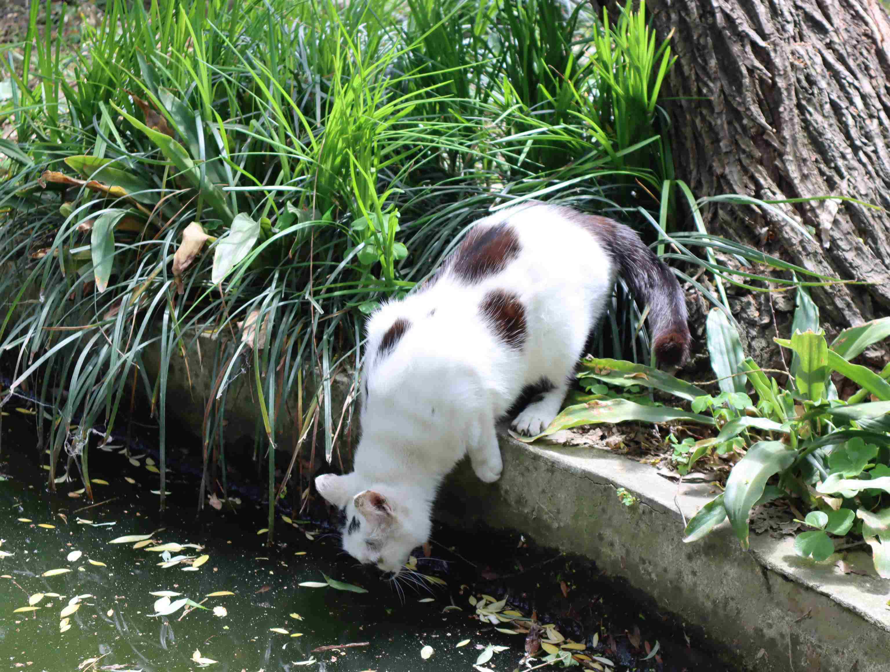 西园寺猫咪.JPG
